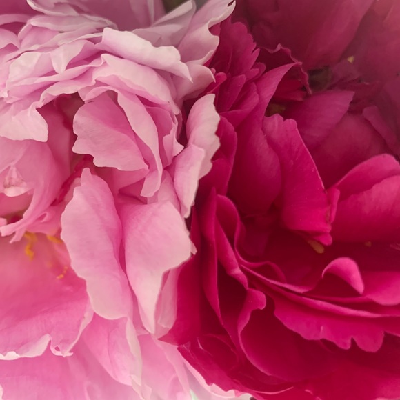 Meet your Posher, Nora - Picture 1 of 1